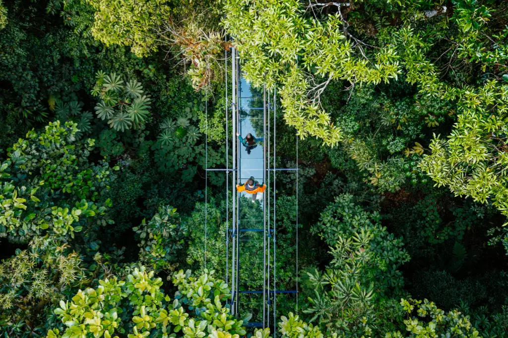 Treetopia Glass Bridge